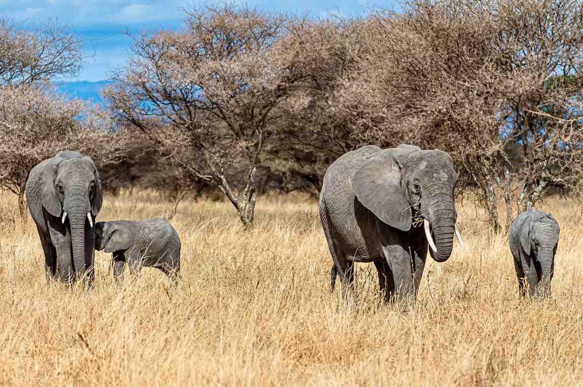 Botswana-Travel-Package